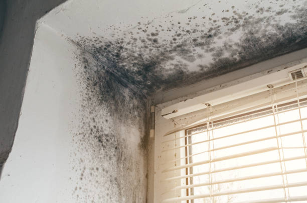 Affordable Mold Removal solutions in Parkhill, PA